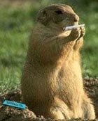 LA MARMOTTE